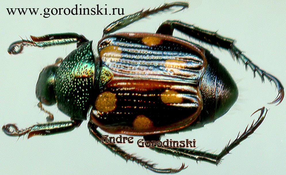 http://www.gorodinski.ru/scarabs/Spilopoppilia sexguttata.jpg